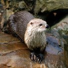 Otter